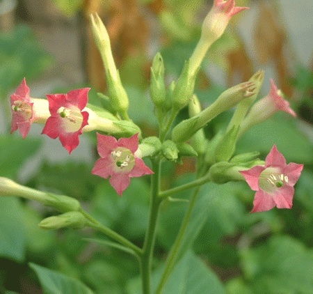 煙草中的抗癌成分 科學(xué)與認知的平衡