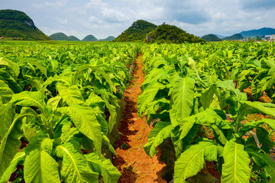 煙田與煙草 歷史、文化與爭議的交織